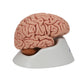 Classic Human Brain Model, 5 part