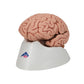 Classic Human Brain Model, 5 part