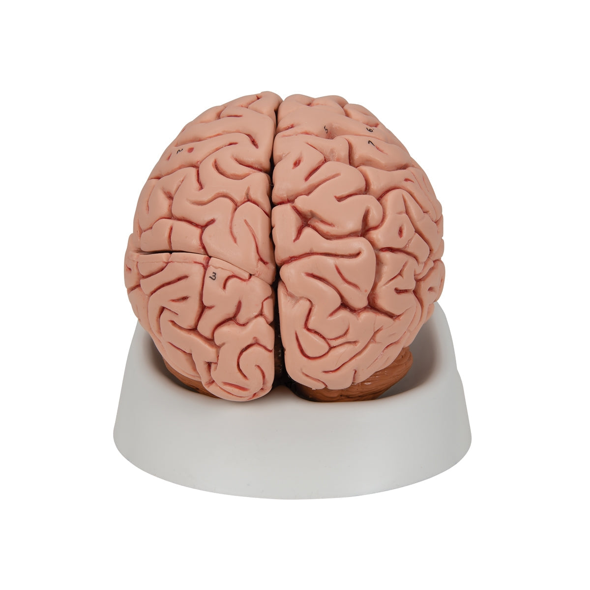 Classic Human Brain Model, 5 part