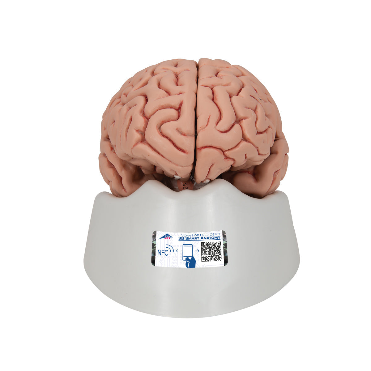 Classic Human Brain Model, 5 part