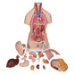 Classic Unisex Human Torso Model with Opened Neck and Back, 18 part