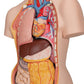 Classic Unisex Human Torso Model with Opened Neck and Back, 18 part