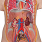 Classic Unisex Human Torso Model with Opened Neck and Back, 18 part