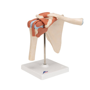 Deluxe Functional Human Shoulder Joint, Physiological Movable