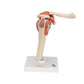 Deluxe Functional Human Shoulder Joint, Physiological Movable