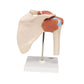 Deluxe Functional Human Shoulder Joint, Physiological Movable