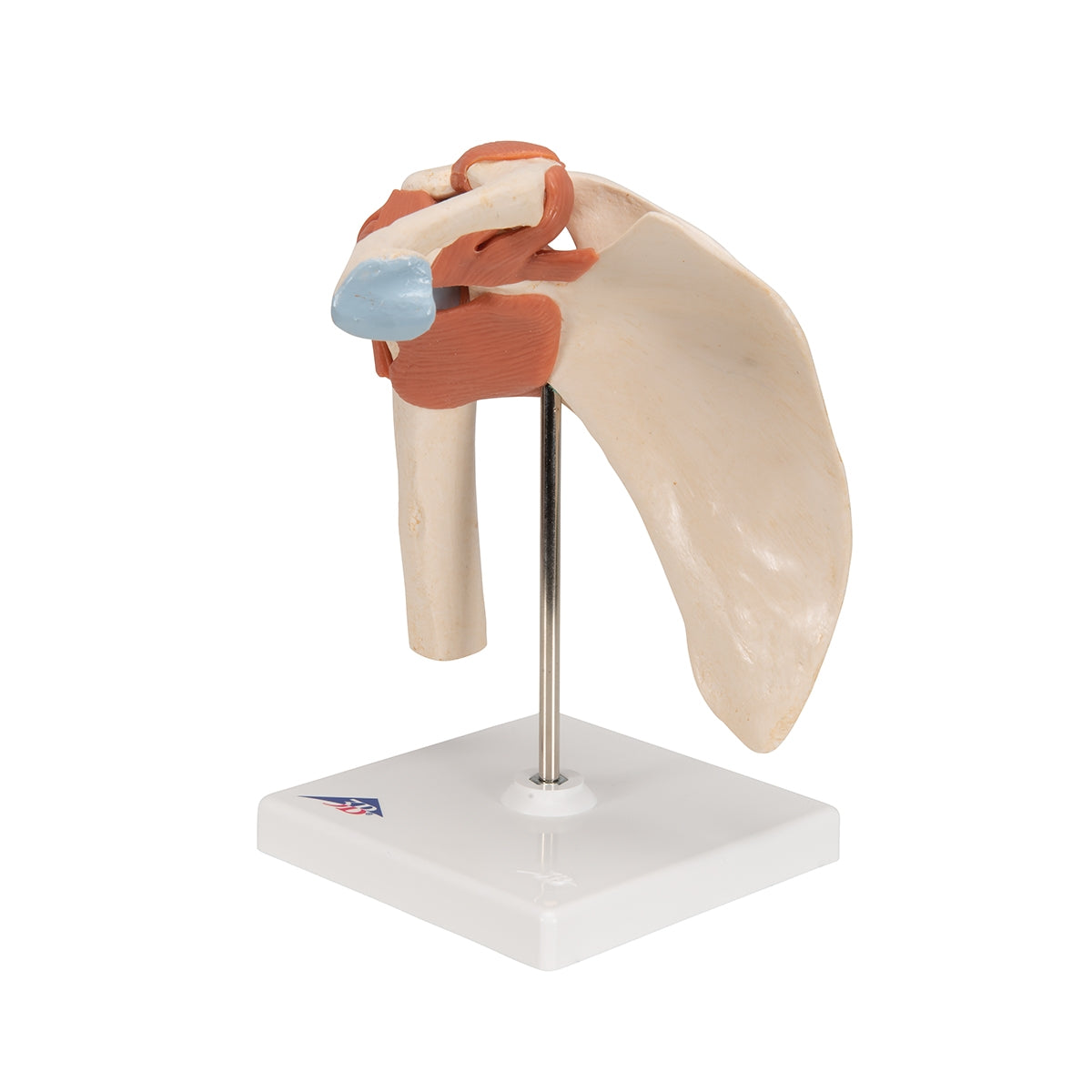 Deluxe Functional Human Shoulder Joint, Physiological Movable