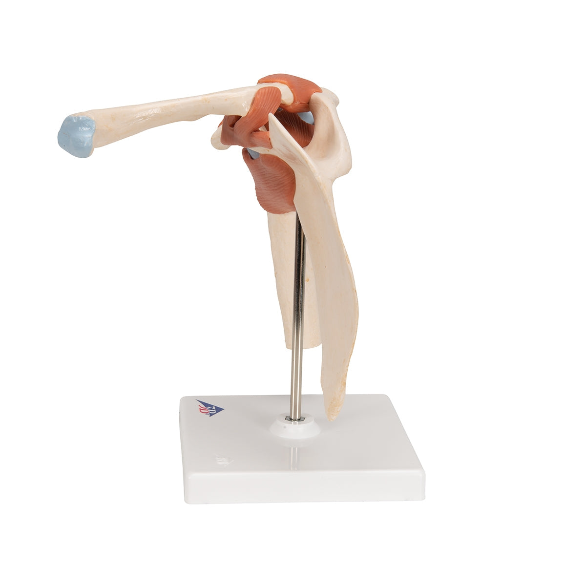 Deluxe Functional Human Shoulder Joint, Physiological Movable