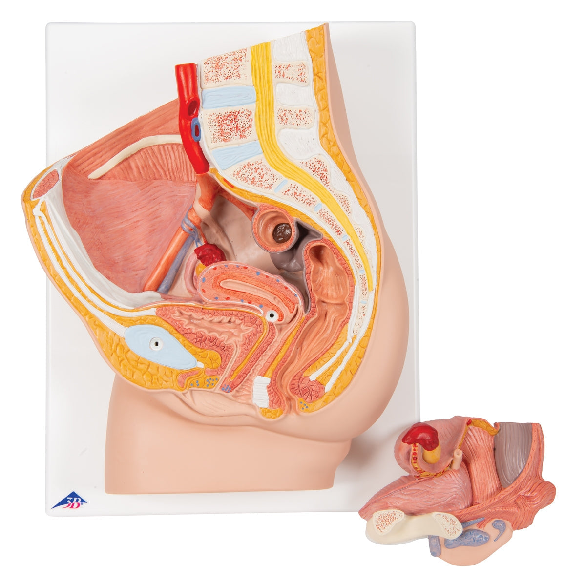 Female Pelvis Model in Median Section, 2 part