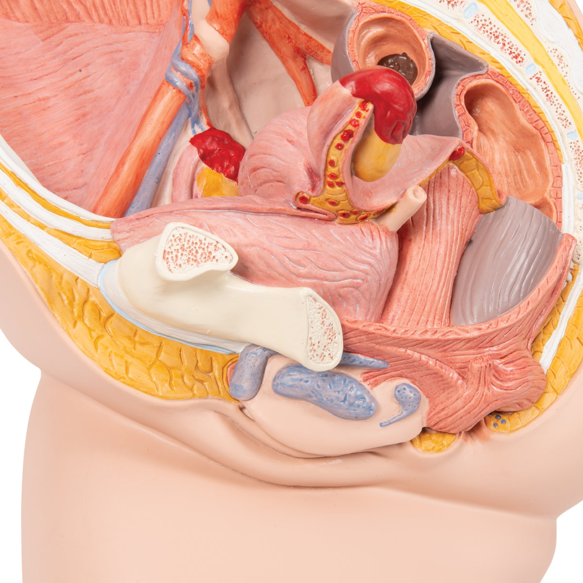 Female Pelvis Model in Median Section, 2 part