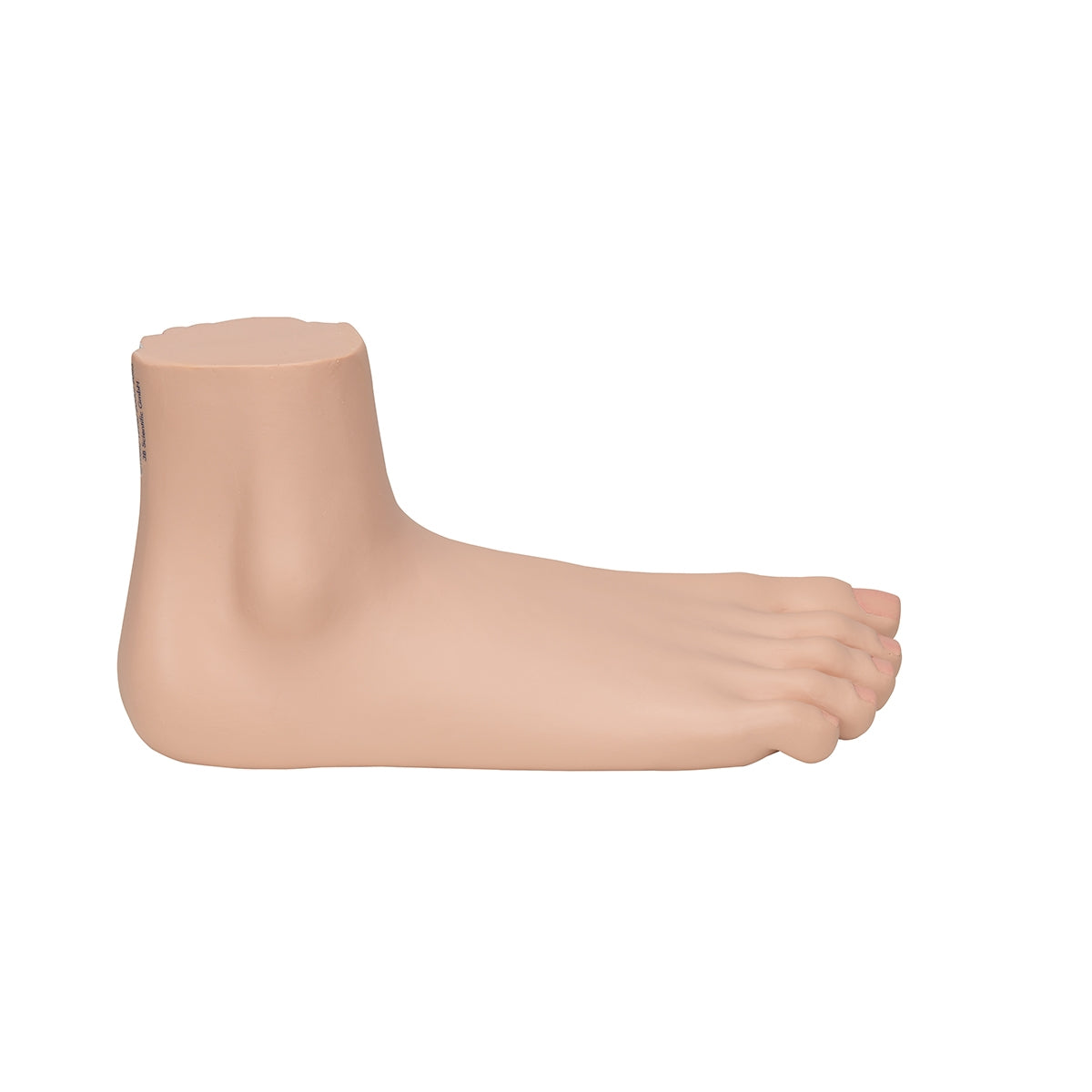 Flat Foot (Pes Planus) Model