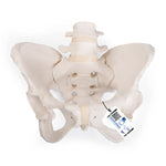 Flexible Human Female Pelvis Model, Flexibly Mounted