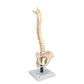 Flexible Human Spine Model with Soft Intervertebral Discs