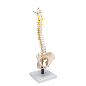 Flexible Human Spine Model with Soft Intervertebral Discs