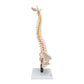 Flexible Human Spine Model with Soft Intervertebral Discs