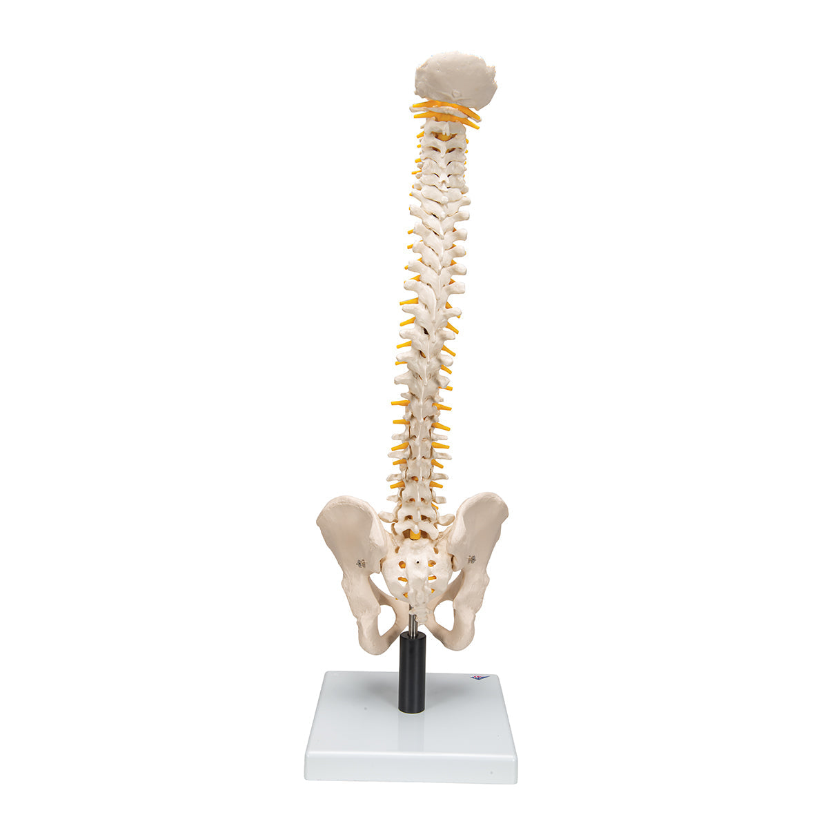 Flexible Human Spine Model with Soft Intervertebral Discs