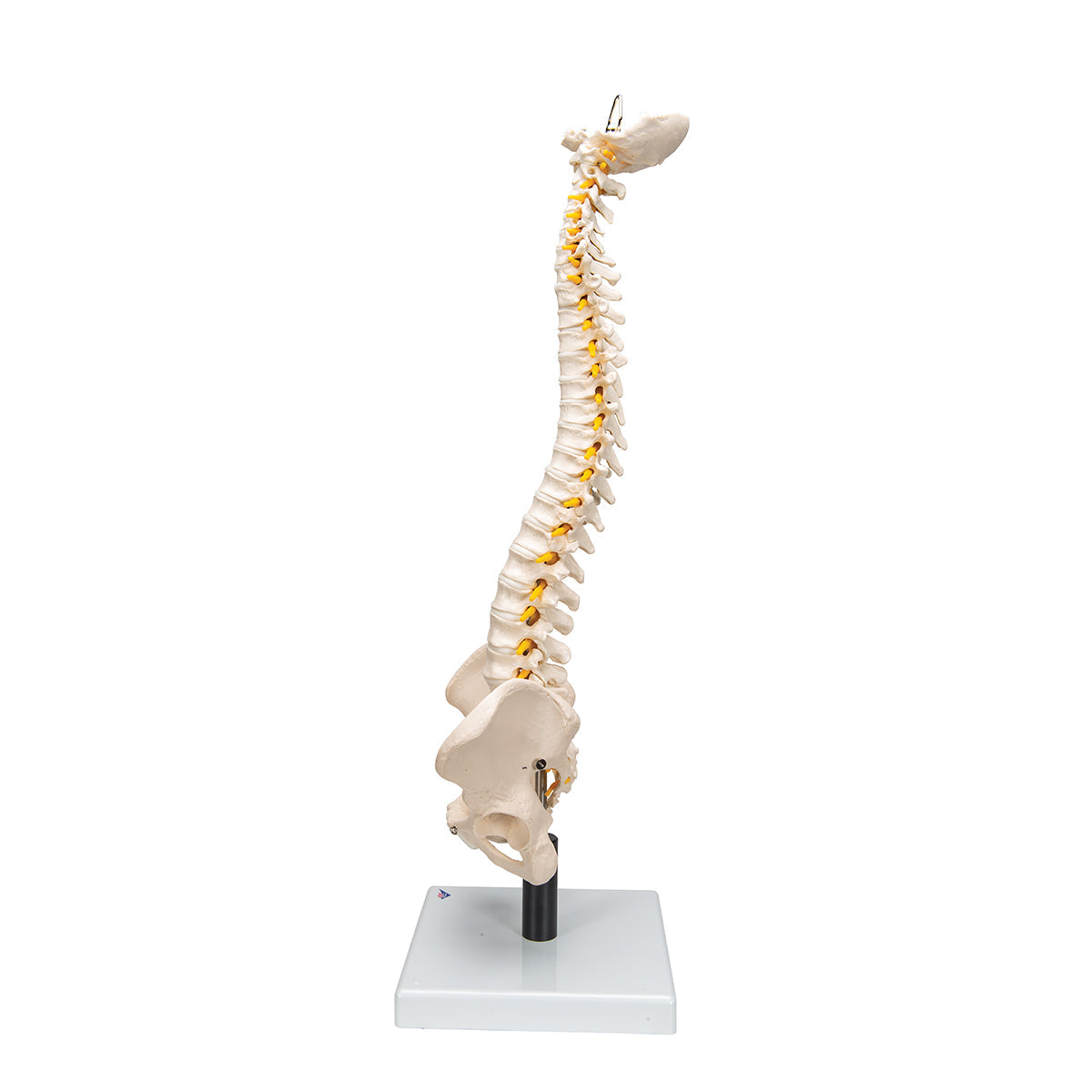 Flexible Human Spine Model with Soft Intervertebral Discs