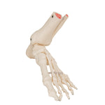 Foot & Ankle Skeleton, Elastic Mounted