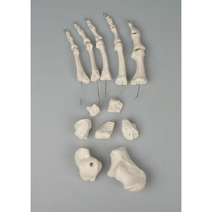 Foot Bones - Unmounted