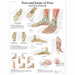 Foot and Joints of Foot Chart