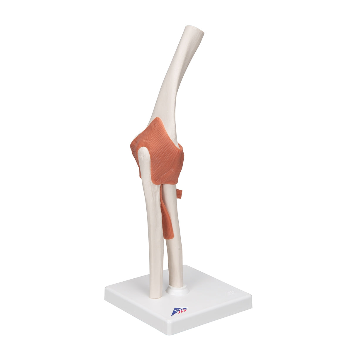 Functional Human Elbow Joint Model with Ligaments