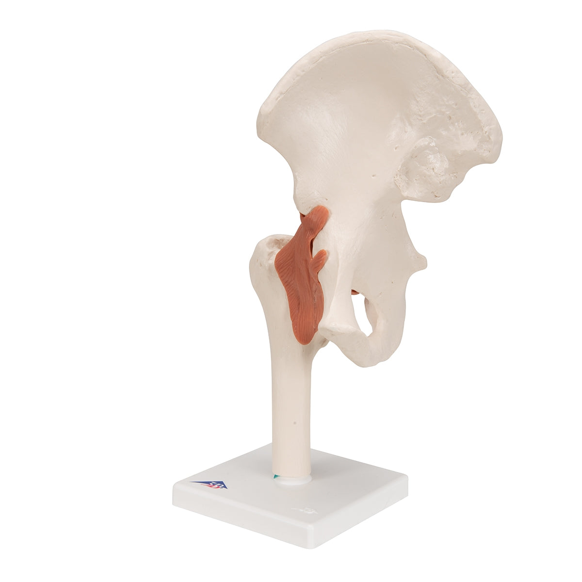 Functional Human Hip Joint Model