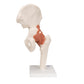 Functional Human Hip Joint Model