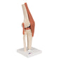 Functional Human Knee Joint Model with Ligaments & Marked Cartilage