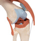 Functional Human Knee Joint Model with Ligaments & Marked Cartilage