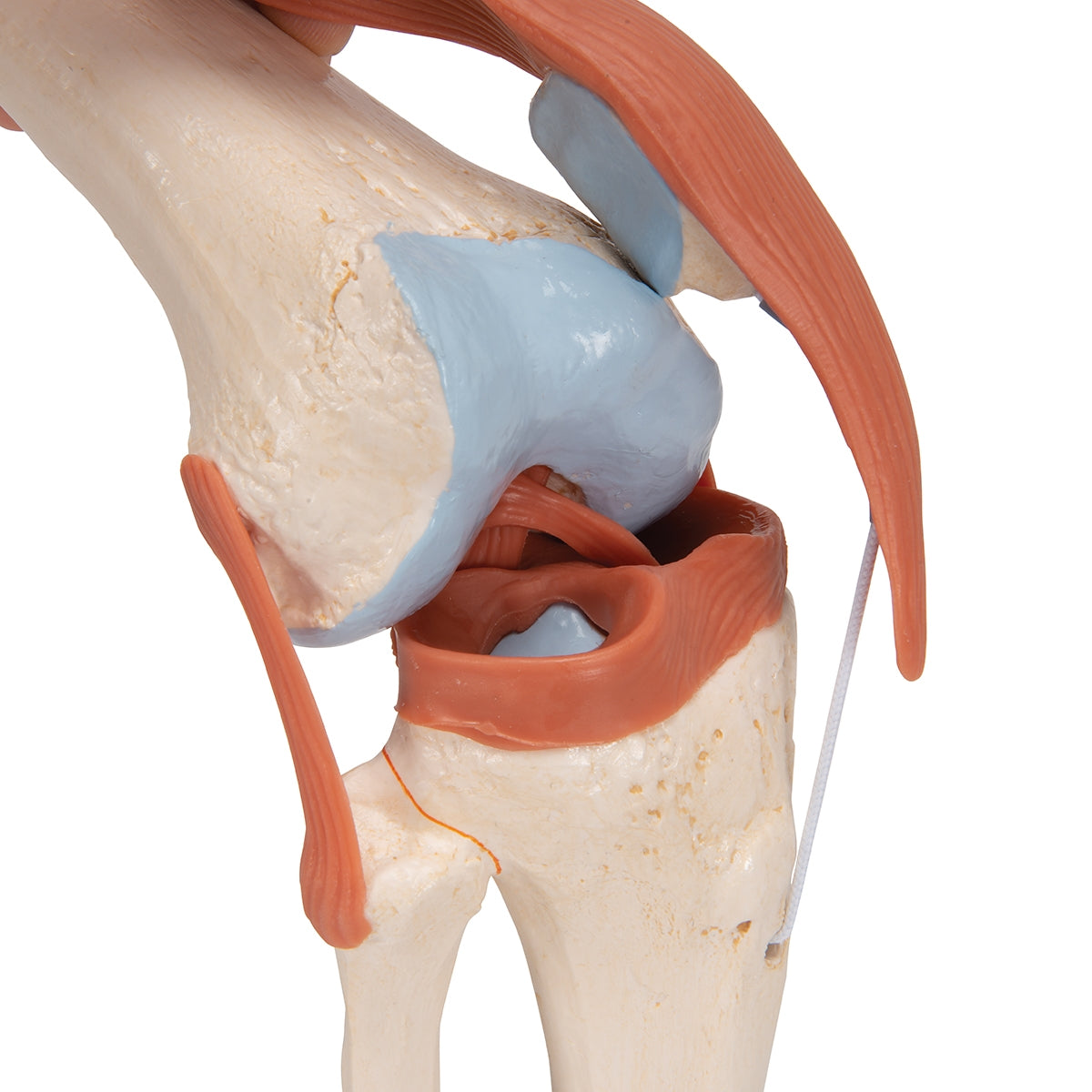 Functional Human Knee Joint Model with Ligaments & Marked Cartilage