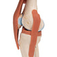 Functional Human Knee Joint Model with Ligaments & Marked Cartilage