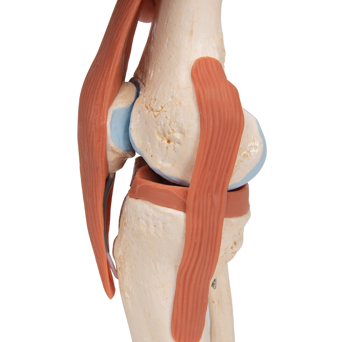 Functional Human Knee Joint Model with Ligaments & Marked Cartilage