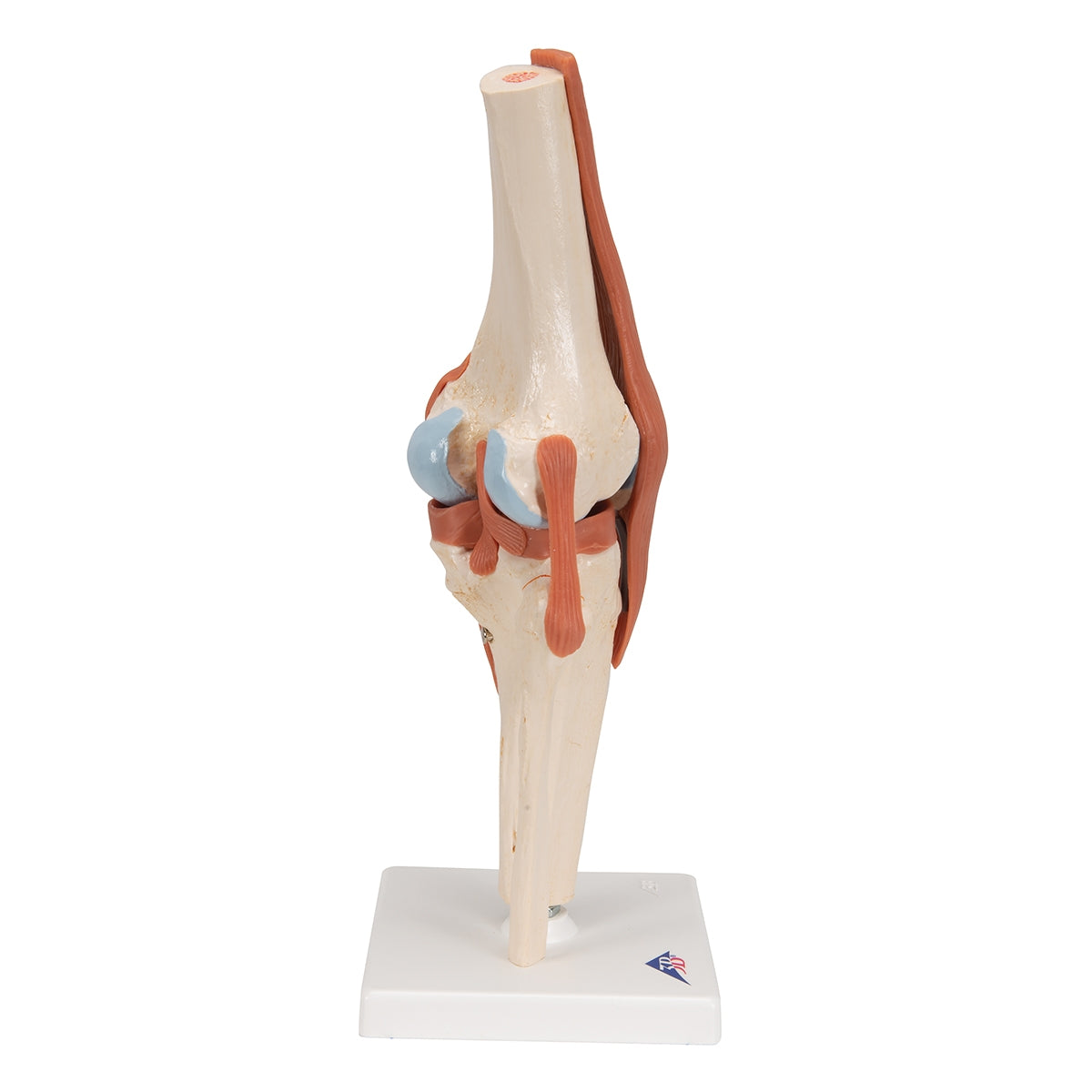 Functional Human Knee Joint Model with Ligaments & Marked Cartilage