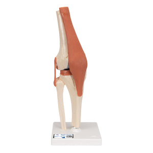 Functional Human Knee Joint Model with Ligaments & Marked Cartilage