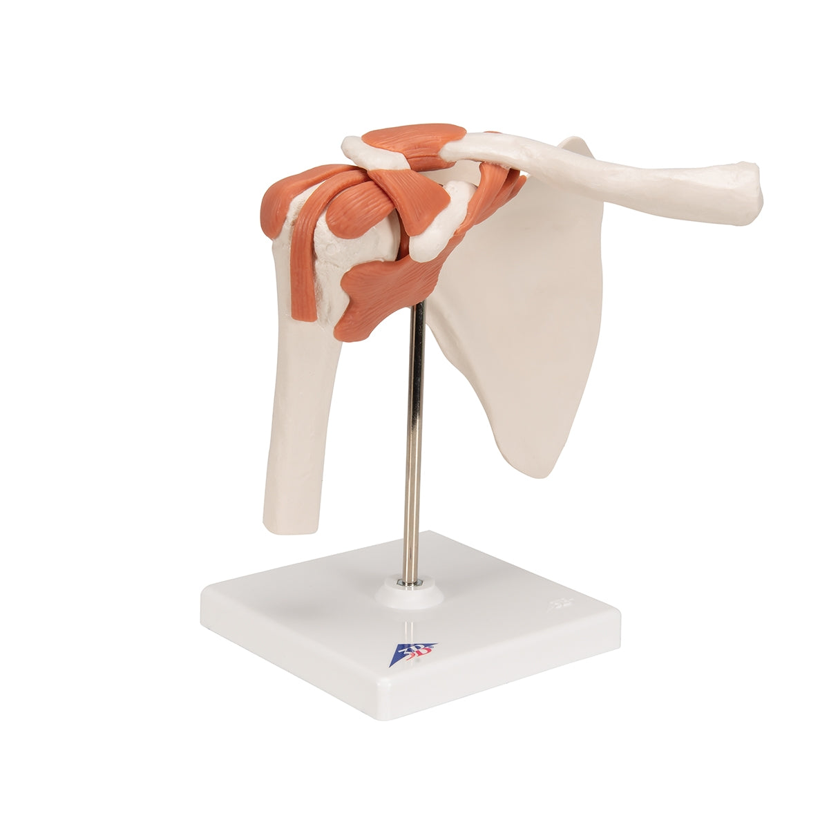 Functional Human Shoulder Joint