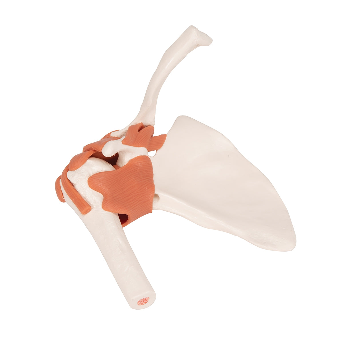 Functional Human Shoulder Joint