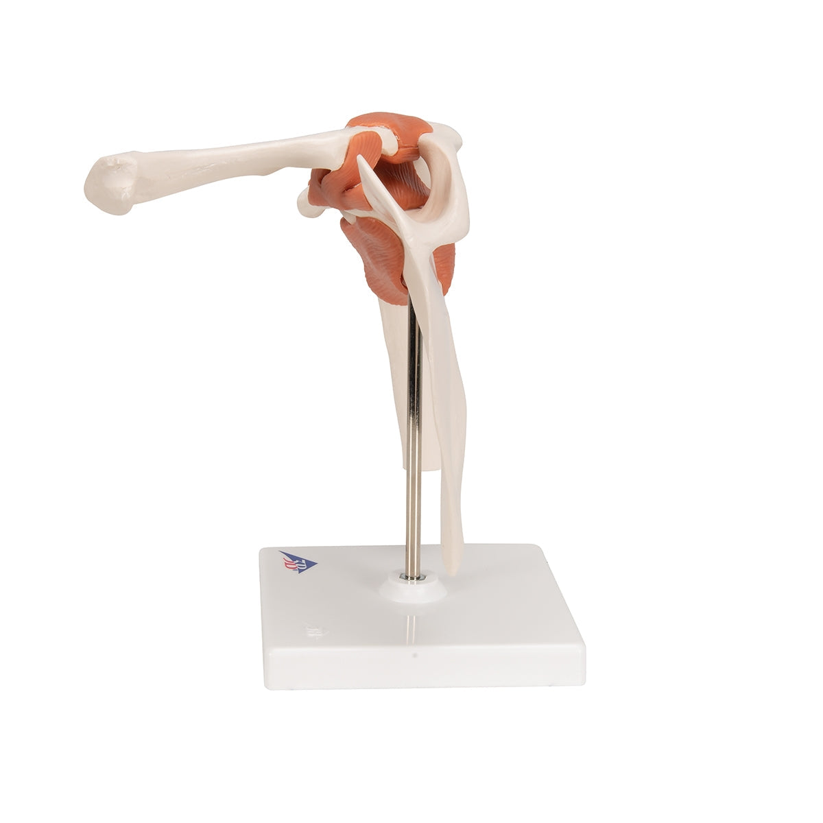 Functional Human Shoulder Joint