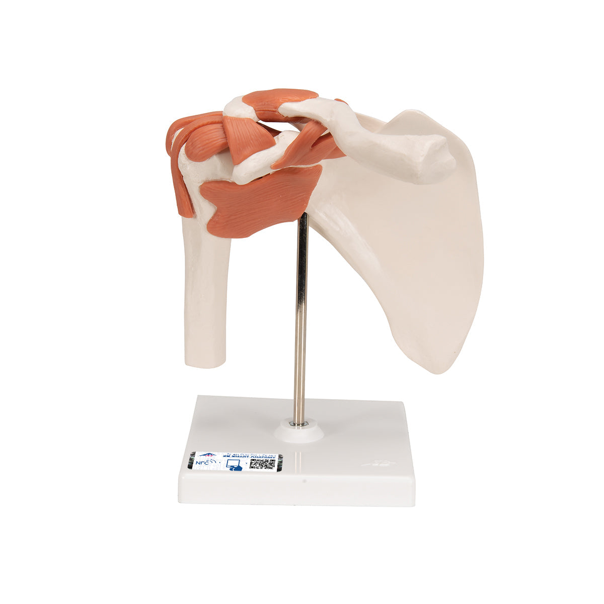 Functional Human Shoulder Joint