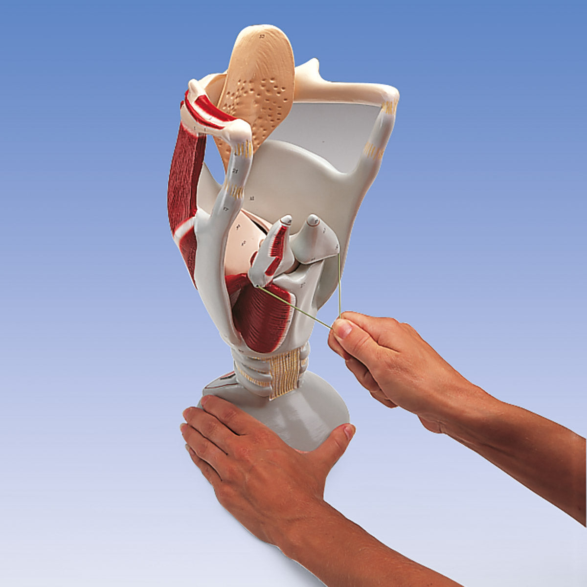 Functional Larynx Model, 4 times full-size