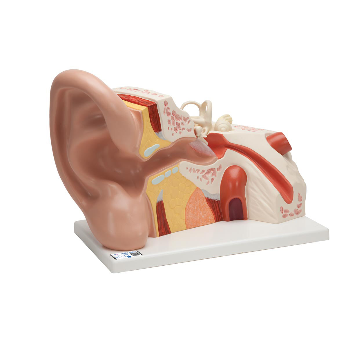 Giant Ear Model, 5 times Full-Size, 3 part