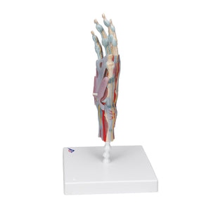 Hand Skeleton Model with Ligaments & Muscles