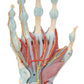 Hand Skeleton Model with Ligaments & Muscles