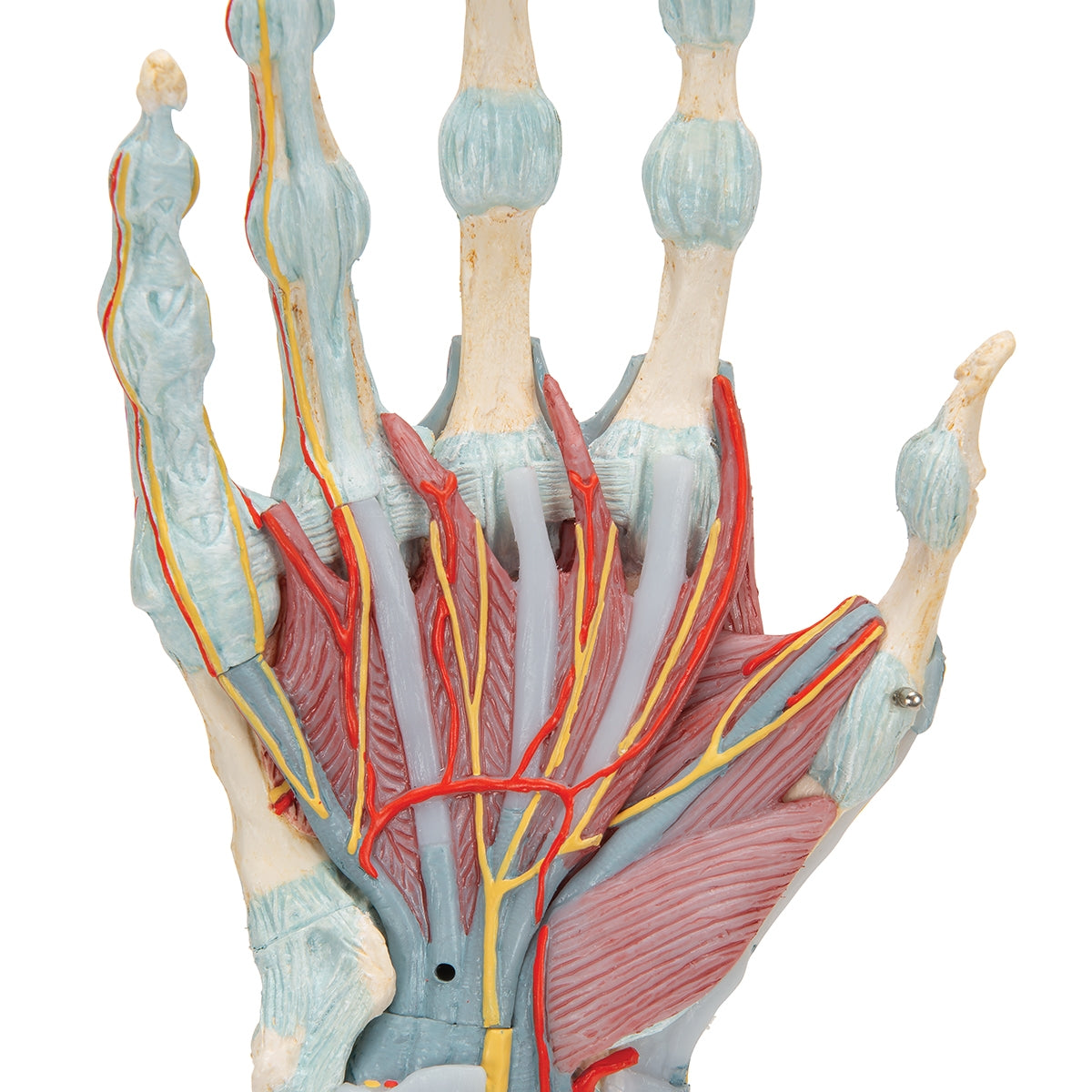 Hand Skeleton Model with Ligaments & Muscles