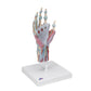 Hand Skeleton Model with Ligaments & Muscles