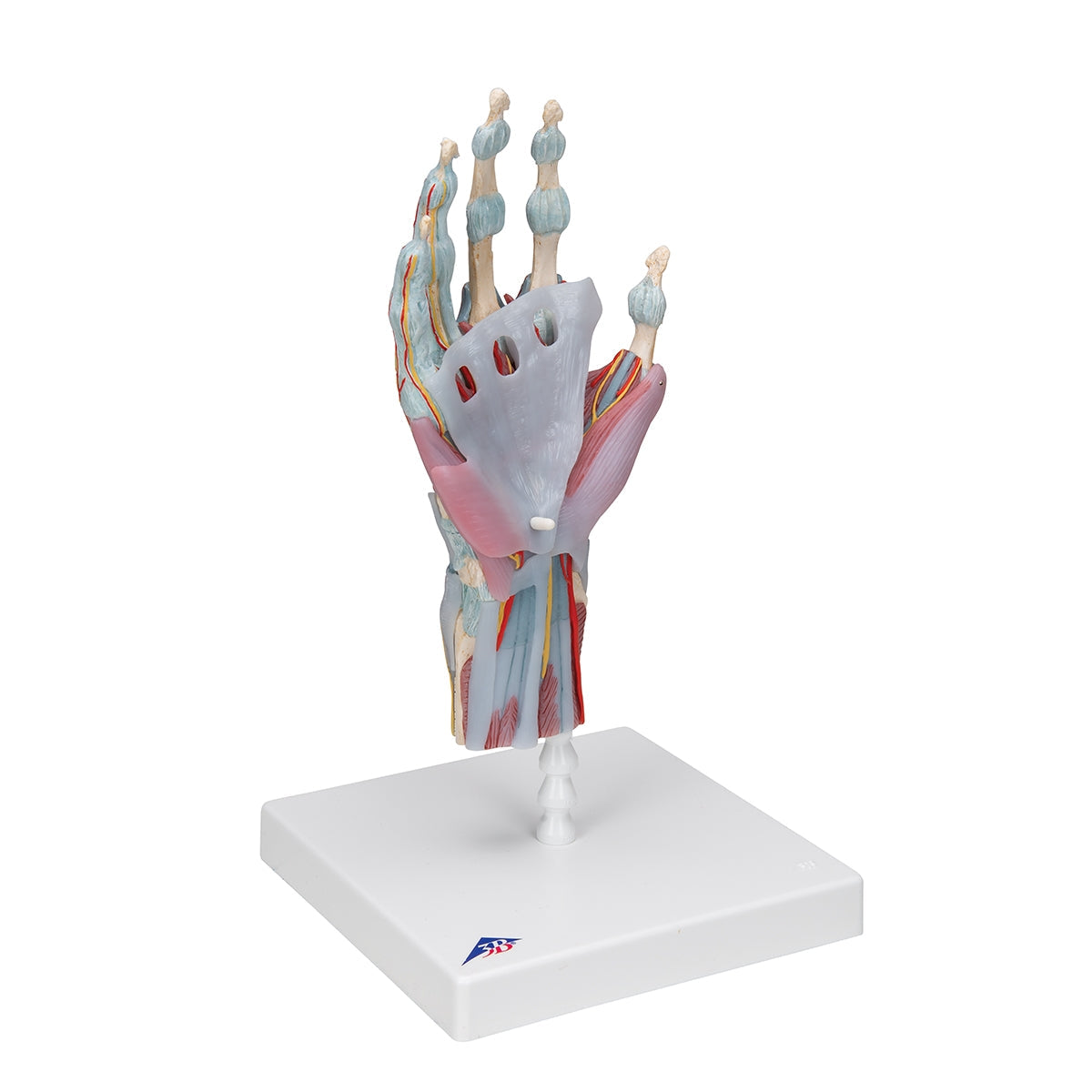 Hand Skeleton Model with Ligaments & Muscles