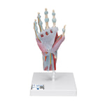 Hand Skeleton Model with Ligaments & Muscles