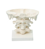 Head Articulations - 2 x Enlargement with Stand