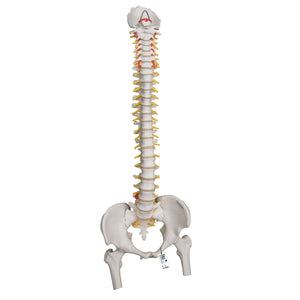 Highly Flexible Human Spine Model, Mounted on a Flexible Core, with Femur Heads