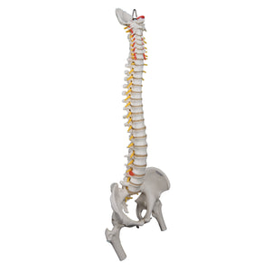 Highly Flexible Human Spine Model, Mounted on a Flexible Core, with Femur Heads