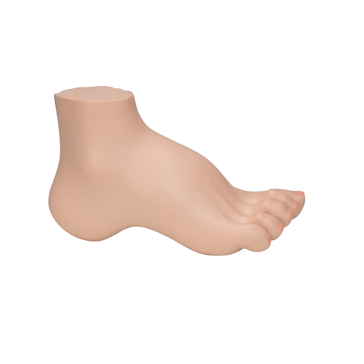 Hollow Foot (Pes Cavus) Model